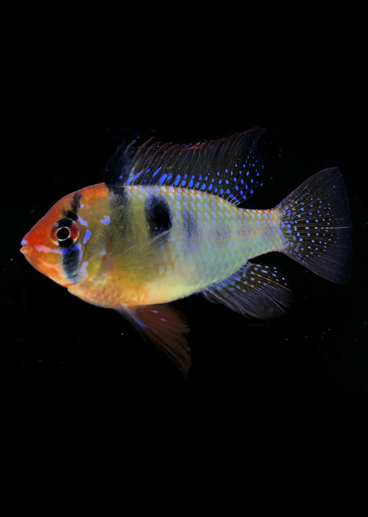 German Blue Ram (Special) tropical fish from Discus.ae products online in Dubai and Abu Dhabi UAE