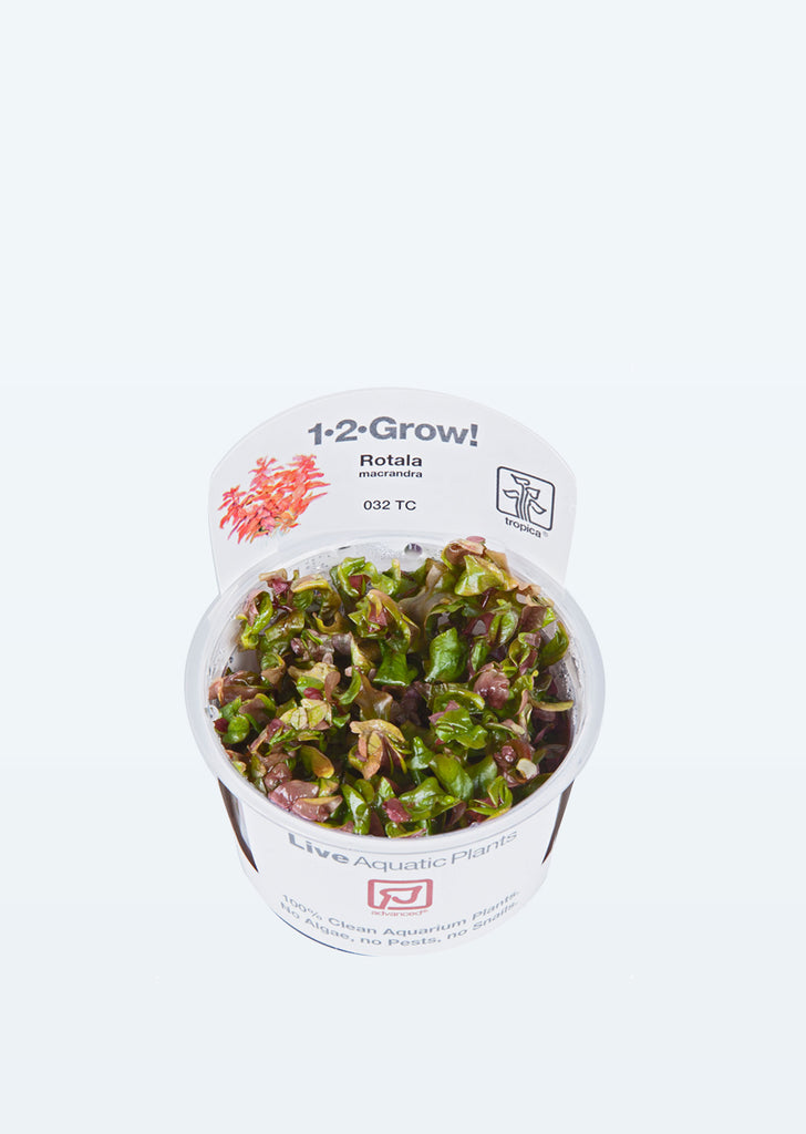 1-2-Grow! Rotala macrandra plant from Tropica products online in Dubai and Abu Dhabi UAE