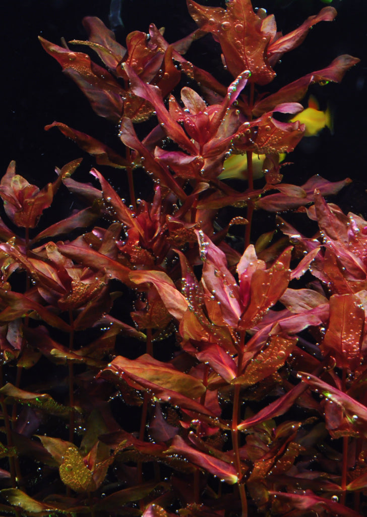 1-2-Grow! Rotala macrandra plant from Tropica products online in Dubai and Abu Dhabi UAE