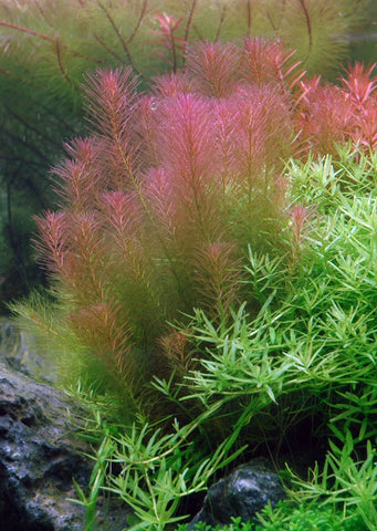 1-2-Grow! Rotala wallichii plant from Tropica products online in Dubai and Abu Dhabi UAE