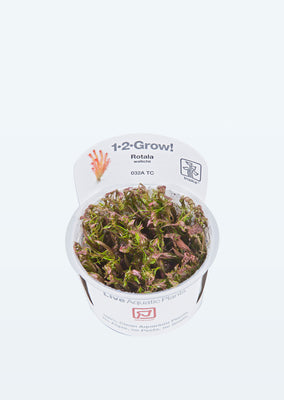 1-2-Grow! Rotala wallichii plant from Tropica products online in Dubai and Abu Dhabi UAE