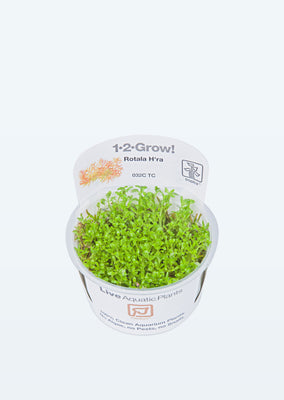 1-2-Grow! Rotala 'Vietnam H'ra' plant from Tropica products online in Dubai and Abu Dhabi UAE
