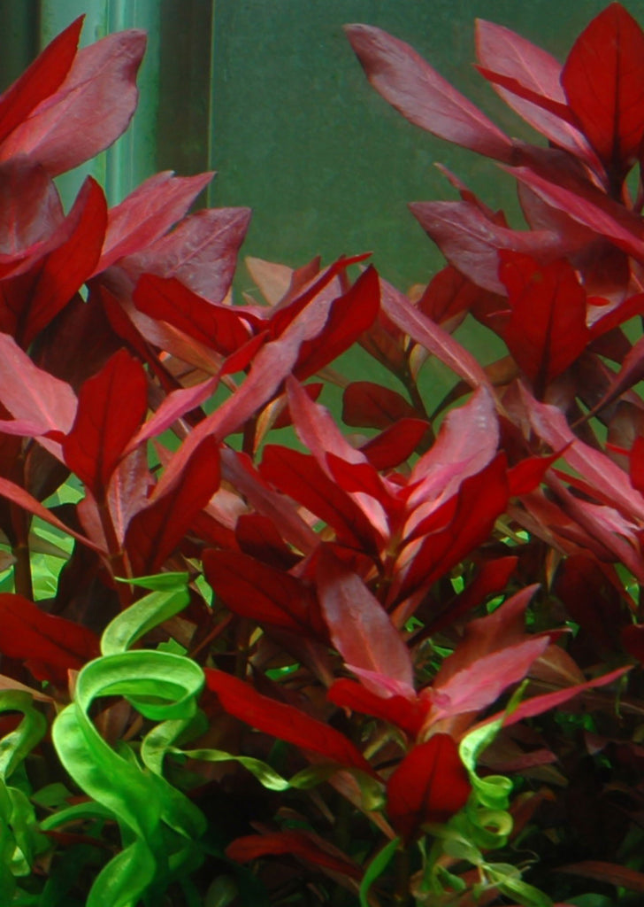 Ludwigia repens 'Rubin' plant from Tropica products online in Dubai and Abu Dhabi UAE