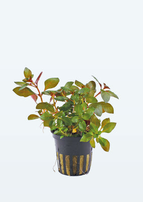 Ludwigia repens 'Rubin' plant from Tropica products online in Dubai and Abu Dhabi UAE