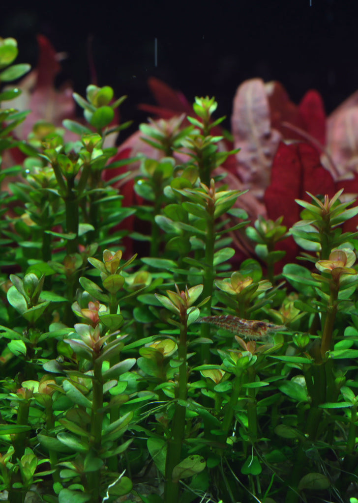 1-2-Grow! Rotala 'Bonsai' plant from Tropica products online in Dubai and Abu Dhabi UAE