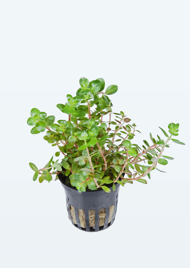 Rotala rotundifolia plant from Tropica products online in Dubai and Abu Dhabi UAE