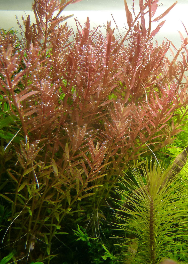 Rotala rotundifolia plant from Tropica products online in Dubai and Abu Dhabi UAE