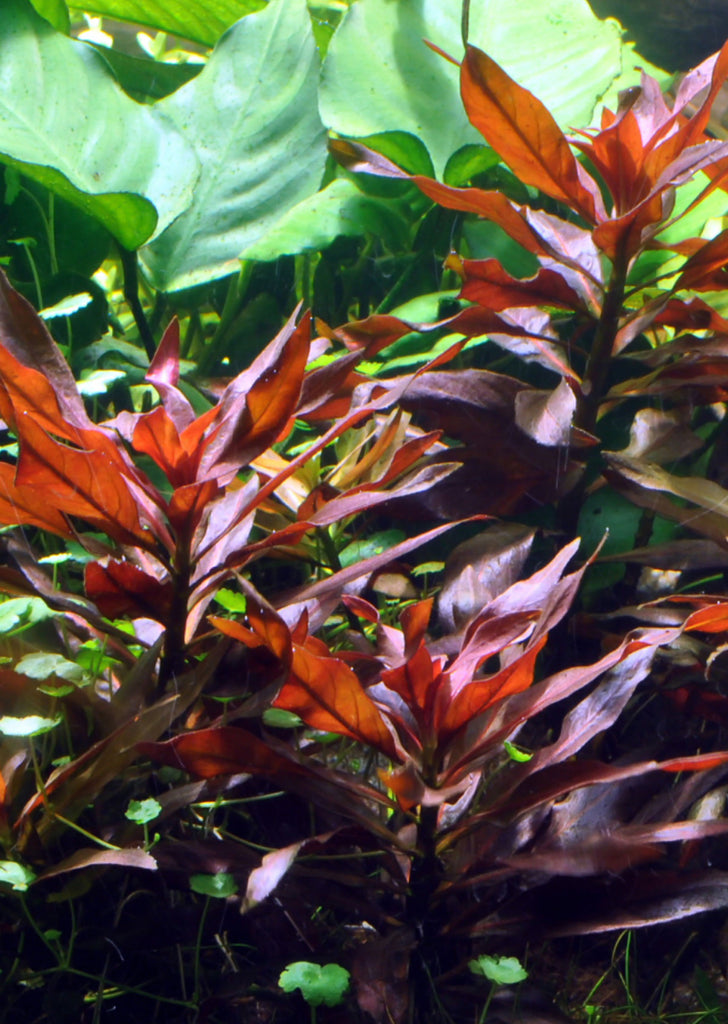 Ludwigia glandulosa plant from Tropica products online in Dubai and Abu Dhabi UAE