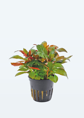 Ludwigia glandulosa plant from Tropica products online in Dubai and Abu Dhabi UAE