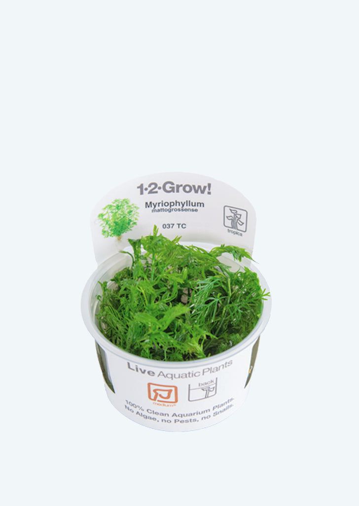 1-2-Grow! Myriophyllum mattogrossense