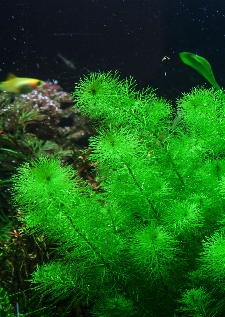 1-2-Grow! Myriophyllum 'Guyana' plant from Tropica products online in Dubai and Abu Dhabi UAE