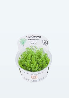 1-2-Grow! Myriophyllum 'Guyana' plant from Tropica products online in Dubai and Abu Dhabi UAE