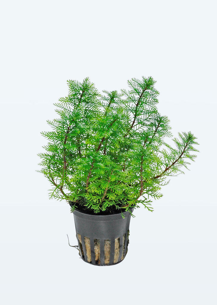 Myriophyllum mattogrossense plant from Tropica products online in Dubai and Abu Dhabi UAE