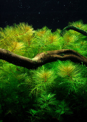 Myriophyllum mattogrossense plant from Tropica products online in Dubai and Abu Dhabi UAE