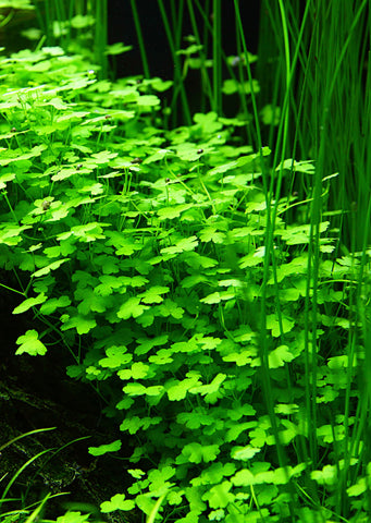 1-2-Grow! Hydrocotyle tripartita plant from Tropica products online in Dubai and Abu Dhabi UAE