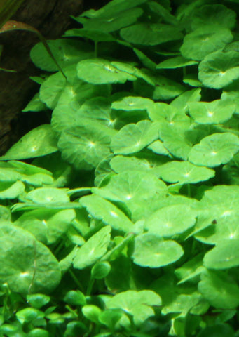 Hydrocotyle verticillata plant from Tropica products online in Dubai and Abu Dhabi UAE