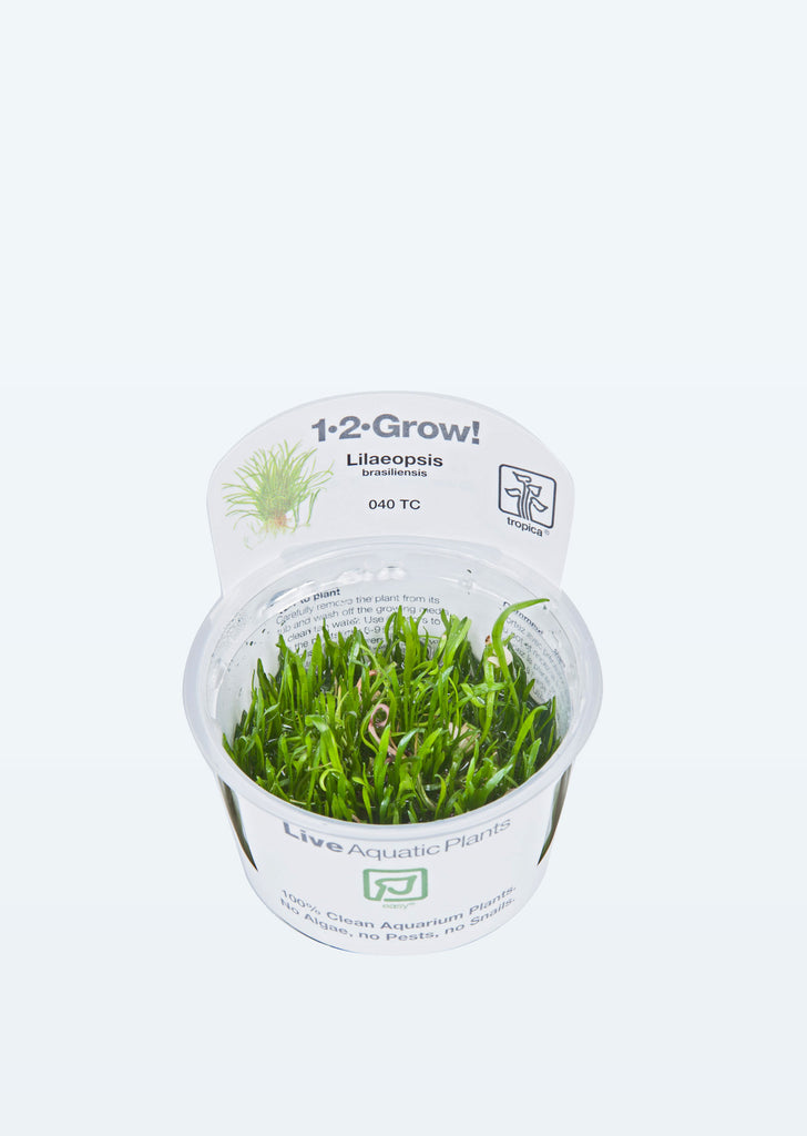 1-2-Grow! Lilaeopsis brasiliensis plant from Tropica products online in Dubai and Abu Dhabi UAE