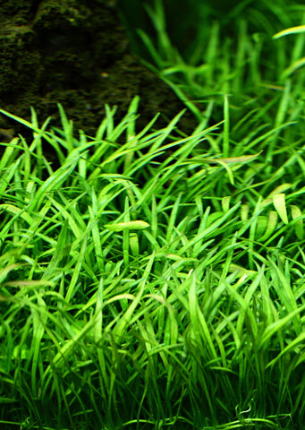 1-2-Grow! Lilaeopsis brasiliensis plant from Tropica products online in Dubai and Abu Dhabi UAE