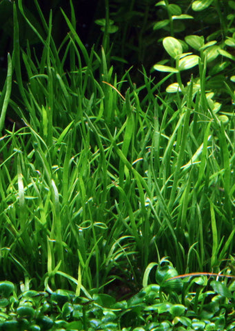 Lilaeopsis mauritiana plant from Tropica products online in Dubai and Abu Dhabi UAE