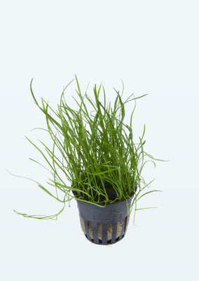 Lilaeopsis mauritiana plant from Tropica products online in Dubai and Abu Dhabi UAE