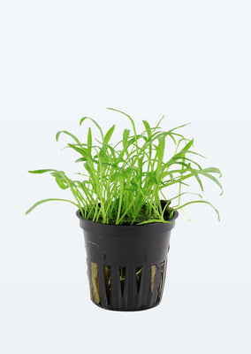 Lilaeopsis brasiliensis plant from Tropica products online in Dubai and Abu Dhabi UAE