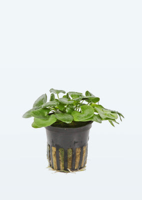 Nymphoides hydrophylla 'Taiwan' plant from Tropica products online in Dubai and Abu Dhabi UAE