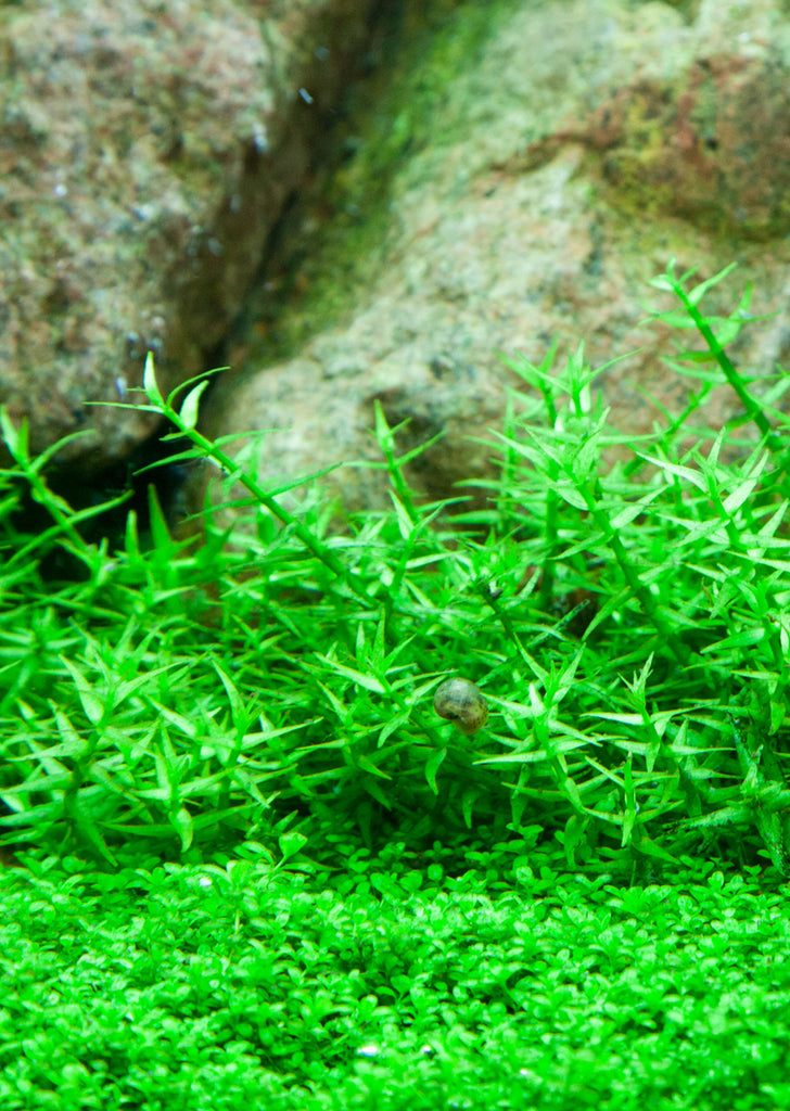 1-2-Grow! Gratiola viscidula plant from Tropica products online in Dubai and Abu Dhabi UAE