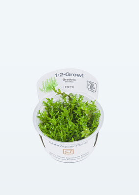 1-2-Grow! Gratiola viscidula plant from Tropica products online in Dubai and Abu Dhabi UAE