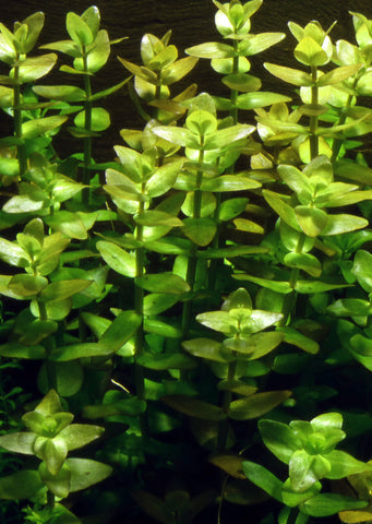 1-2-Grow! Bacopa caroliniana plant from Tropica products online in Dubai and Abu Dhabi UAE
