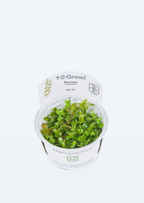 1-2-Grow! Bacopa caroliniana plant from Tropica products online in Dubai and Abu Dhabi UAE