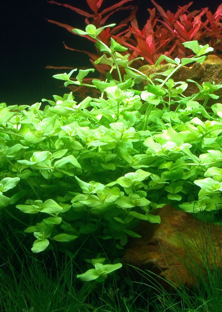 Bacopa australis plant from Tropica products online in Dubai and Abu Dhabi UAE