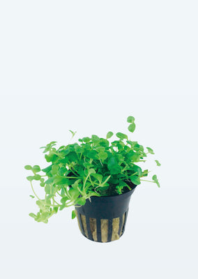 Bacopa australis plant from Tropica products online in Dubai and Abu Dhabi UAE