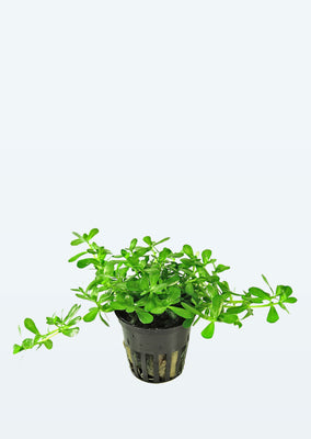 Bacopa 'Compact' plant from Tropica products online in Dubai and Abu Dhabi UAE