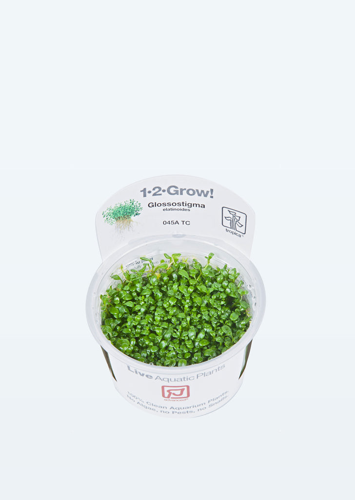 1-2-Grow! Glossostigma elatinoides plant from Tropica products online in Dubai and Abu Dhabi UAE