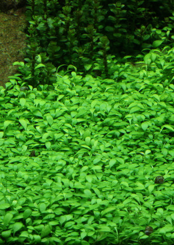 1-2-Grow! Glossostigma elatinoides plant from Tropica products online in Dubai and Abu Dhabi UAE