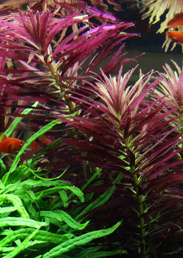 Limnophila hippuridoides plant from Tropica products online in Dubai and Abu Dhabi UAE