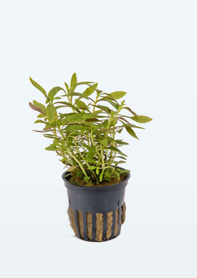 Limnophila hippuridoides plant from Tropica products online in Dubai and Abu Dhabi UAE