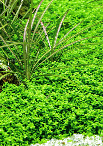 1-2-Grow! Hemianthus callitrichoides 'Cuba' plant from Tropica products online in Dubai and Abu Dhabi UAE