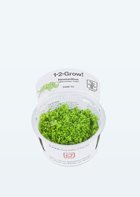 1-2-Grow! Hemianthus callitrichoides 'Cuba' plant from Tropica products online in Dubai and Abu Dhabi UAE