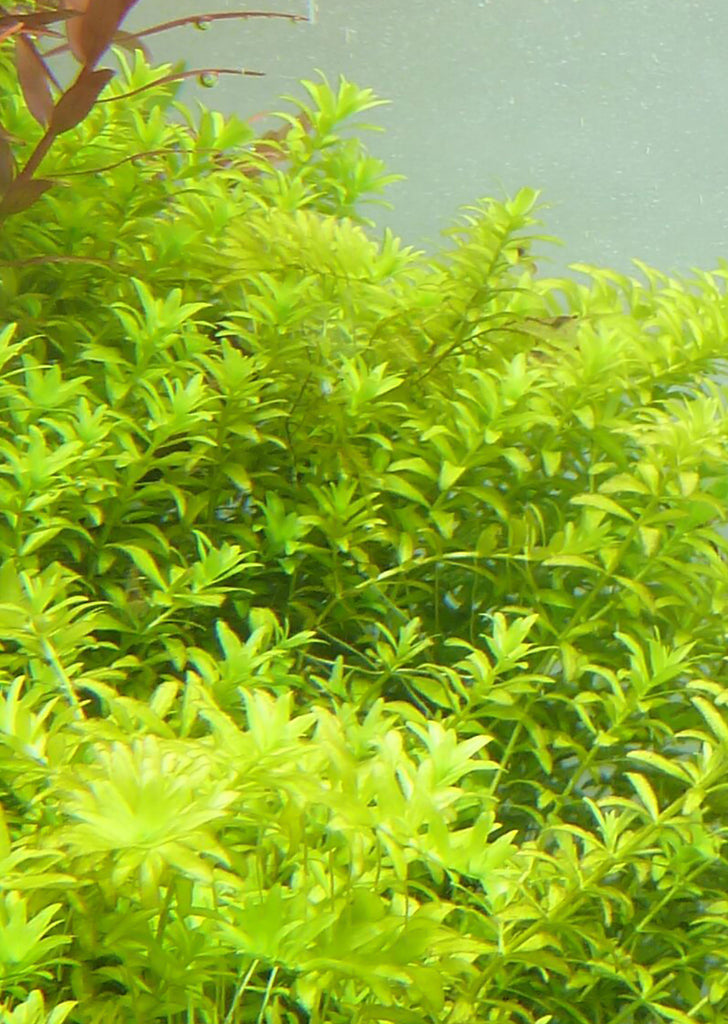 Hemianthus micranthemoides plant from Tropica products online in Dubai and Abu Dhabi UAE