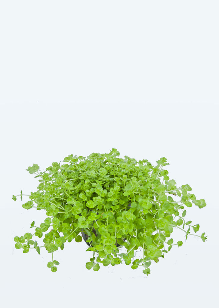 Hemianthus micranthemoides plant from Tropica products online in Dubai and Abu Dhabi UAE