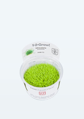 1-2-Grow! Utricularia graminifolia plant from Tropica products online in Dubai and Abu Dhabi UAE