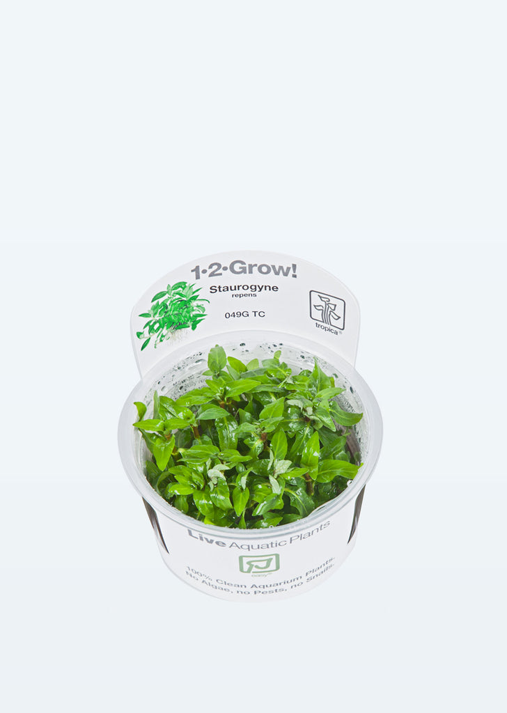 1-2-Grow! Staurogyne repens plant from Tropica products online in Dubai and Abu Dhabi UAE