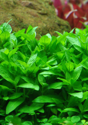 1-2-Grow! Staurogyne repens plant from Tropica products online in Dubai and Abu Dhabi UAE