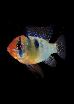 German Blue Ram (Special) tropical fish from Discus.ae products online in Dubai and Abu Dhabi UAE