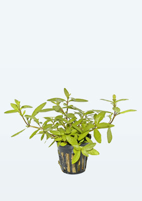 Hygrophila polysperma plant from Tropica products online in Dubai and Abu Dhabi UAE