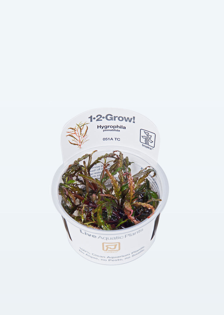 1-2-Grow! Hygrophila pinnatifida plant from Tropica products online in Dubai and Abu Dhabi UAE