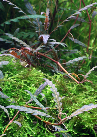 1-2-Grow! Hygrophila pinnatifida plant from Tropica products online in Dubai and Abu Dhabi UAE