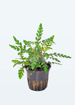 Hygrophila pinnatifida plant from Tropica products online in Dubai and Abu Dhabi UAE