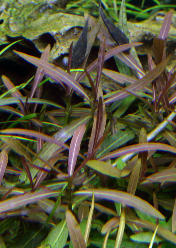 1-2-Grow! Hygrophila 'Araguaia' plant from Tropica products online in Dubai and Abu Dhabi UAE
